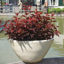 ������ ������ ������������� ������������� ���� ����� (����� �����)   ����