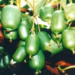 ������ ������ ��������� ��������� ����������   ����