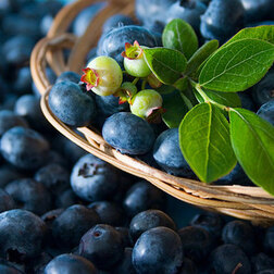 ������ ������ �������� ������������ �������   ����