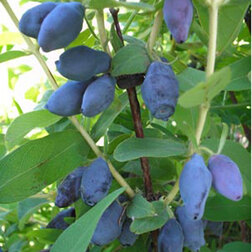 ������ ������ ��������� ��������� ��������   ����