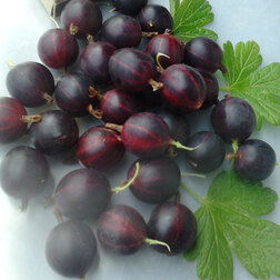 ������ ������ ��������� ������   ����