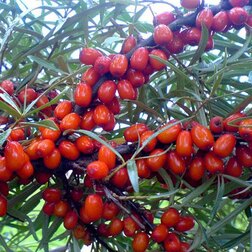 ������ ������ ������� �������� ���������   ����