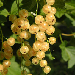 ������ ������ ��������� ����� ����� ���   ����