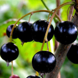 ������ ������ ��������� ������ ����� (������������� �������)   ����