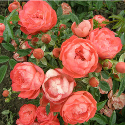 ������ ������ ���� ����������� ������ �������   ����