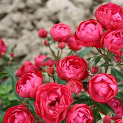 ������ ������ ���� ����������� ��� �������   ����