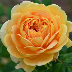 ������ ������ ���� �������� ���������� ������ �����������   ����