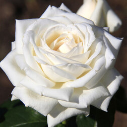 ������ ������ ���� ����� �����-��������� ���� ������   ����