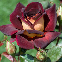 ������ ������ ���� ����� �����-��������� ���� ������   ����