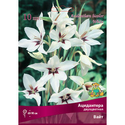 ������ ������ ���������� ����������� ���� (10 ��.)   ����