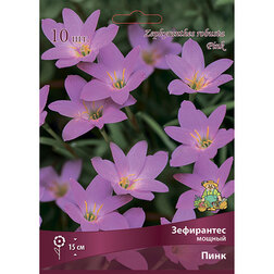 ������ ������ ���������� ������ ���� (10 ��.)   ����