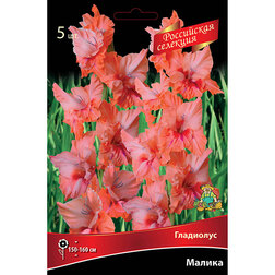 ������ ������ ��������� ������ (5 ��.)   ����