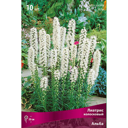 ������ ������ ������� ���������� ����� (10 ��.)   ����