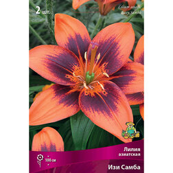 ������ ������ ����� ��������� ��� ����� (2 ��.)   ����