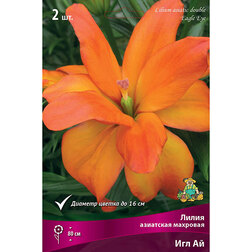 ������ ������ ����� ��������� �������� ��� �� (2 ��.)   ����