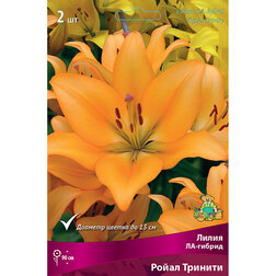 ������ ������ ����� ��-������ ����� ������� (2 ��.)   ����