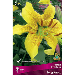 ������ ������ ����� ��-������ ���� ����� (2 ��.)   ����