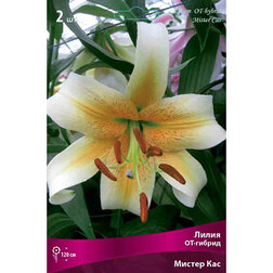 ������ ������ ����� ��-������ ������ ��� (2 ��.)   ����