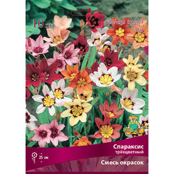 ������ ������ ��������� ���������� ����� ������� (10 ��.)   ����