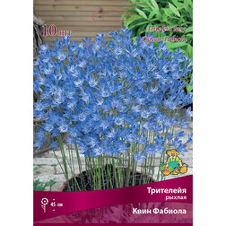 ������ ������ ��������� ������ ���� ������� (10 ��.)   ����