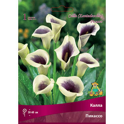 ������ ������ ����� �������   ����