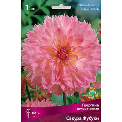 ������ ������ �������� ������������ ������ ������ (1 ��.)   ����