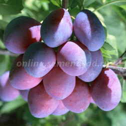 ������ ������ ����� �����������   ����