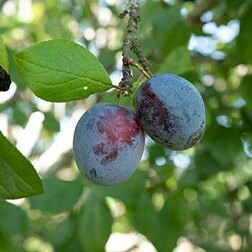 ������ ������ ����� ��������   ����