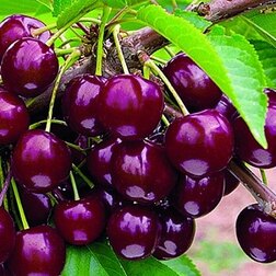 ������ ������ ������� ���������� (�������� ������)   ����