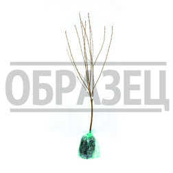 ������ ������ ����� ��������� (������ ����� �����������) (� �����)   ����