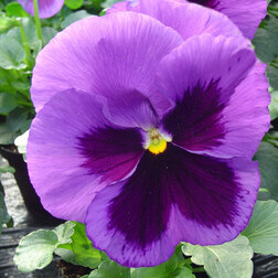 ������ ������ ����� ��������������� �������� ��� ��� (1��-100��) ���������������� ������   ����