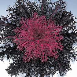 ������ ������ ������� ������������ ����� ��� (1��-250��) ���������������� ������   ����