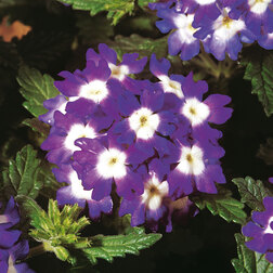 ������ ������ ������� ������ ��� ��� �� (1��-100��) ���������������� ������   ����