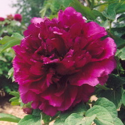 ������ ������ ���� ����������� �������� ����� ����   ����