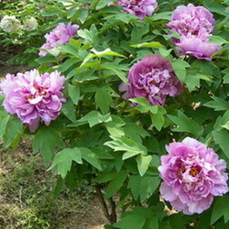 ������ ������ ���� ����������� ������� �����   ����