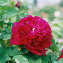 ������ ������ ���� ����������� ���������� �������   ����