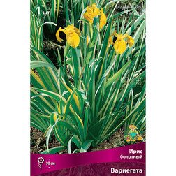 ������ ������ ���� �������� ���������   ����