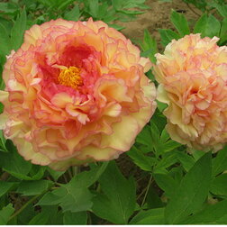 ������ ������ ���� ����������� �����   ����