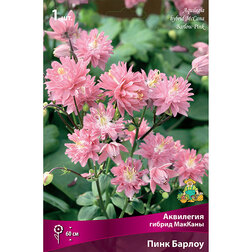 ������ ������ ��������� ������ ������� ������ ����   ����