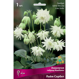 ������ ������ ��������� ������ ������� ���� ������   ����