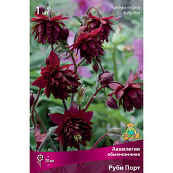 ������ ������ ��������� ������������ ���� ����   ����