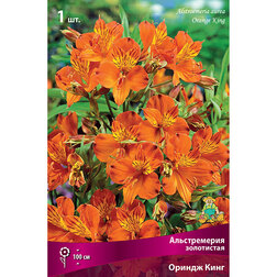 ������ ������ ������������ ���������� ������ ����   ����