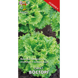 ������ ������ ����� �������   ����