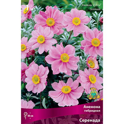 ������ ������ ������� ��������� ��������   ����