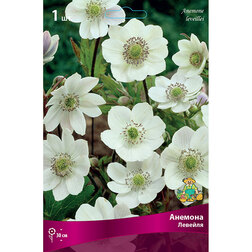 ������ ������ ������� �������   ����