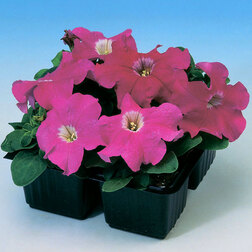 ������ ������ ������� ����������� ����� ��� �� ���� (1��-100�����) ���������������� ������   ����