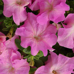 ������ ������ ������� ����������� ����� ��� �� ���� ���� (1��-100�����) ���������������� ������   ����