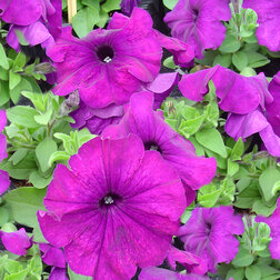 ������ ������ ������� ����������� ����� ��� �� ��� ����� (1��-100�����) ���������������� ������   ����