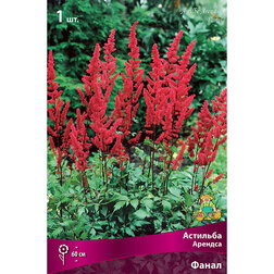 ������ ������ �������� ������� (�����)   ����