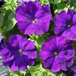 ������ ������ ������� ����������� ����� ��� �� ��� ��� (1��-100�����) ���������������� ������   ����